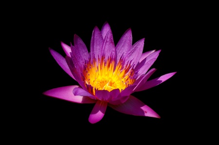 A purple lotus flower isolated on blackの写真素材