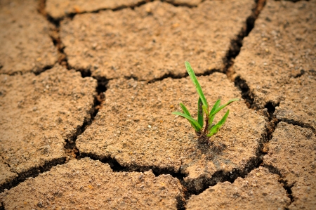 Cracked ground and survival living thingの写真素材