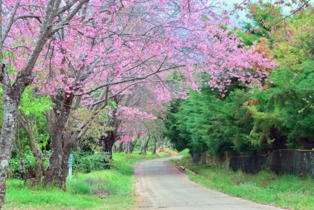 Sakura tree, Kunwang, Thailandの写真素材