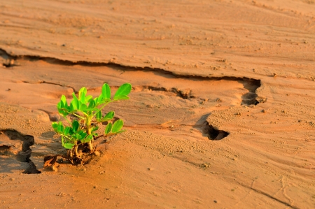 plant growing in a desert sandの写真素材