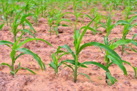 Young green corn field landscapeの写真素材