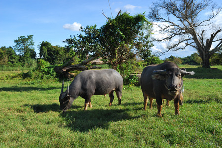 Thai buffalo is grazing in a fieldの写真素材
