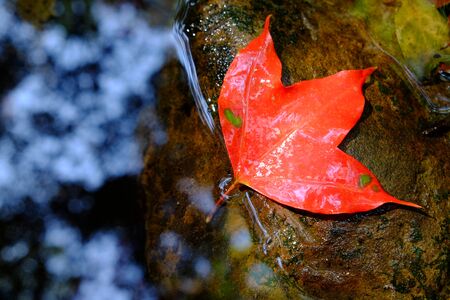 A red maple leaf on the waterの写真素材