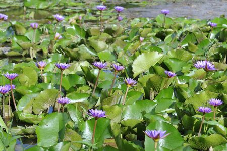 Lotus flower plantsの写真素材