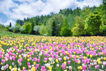 tulips in spring colorful tulipsの写真素材