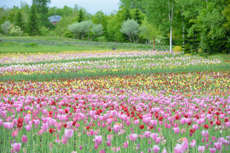 tulips in spring, colorful tulipsの写真素材