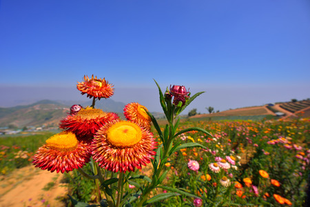 Close up straw flowers under blue skyの写真素材