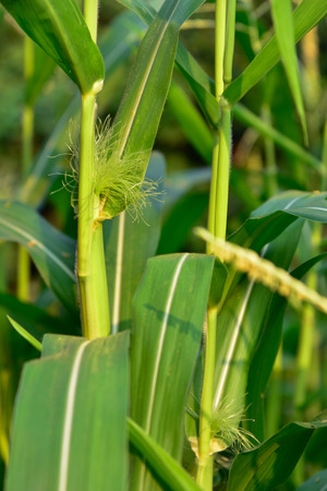 Male flowers of corn are growing