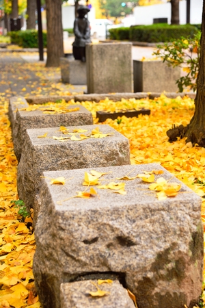 Stone seats in the mist of fallen yellow gingko leaves under gingko tree on footpath at autumn beside a road around Himeji Castle, Japanの写真素材