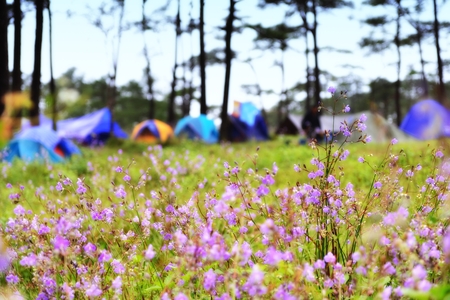 Flower field and background of blurry camping tents at Phu SOI DAO National Parkの写真素材