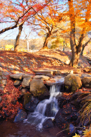 Japanese red maple leaf at Nara park in autumnの写真素材