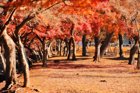 Autumn foliage leaves in Nara parkの写真素材