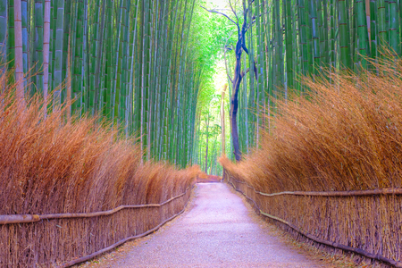 Bamboo groves public park at Arashiyama in Japanの写真素材