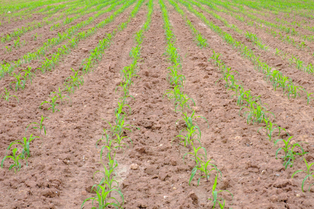 Young green corn field landscapeの写真素材