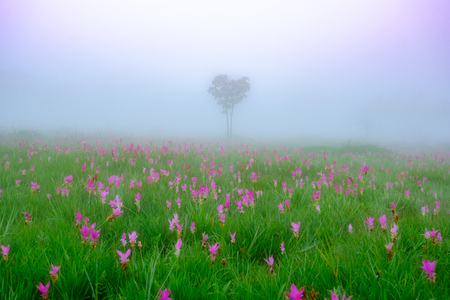 Siam Tulip flowers on the ground at Saithong National Parkの写真素材
