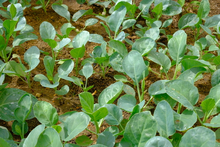 Young green Chinese broccoliの写真素材