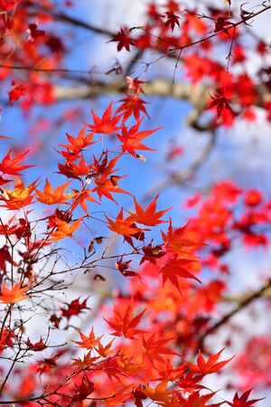 Japanese red maple leaf with blue sky background at autumnの写真素材