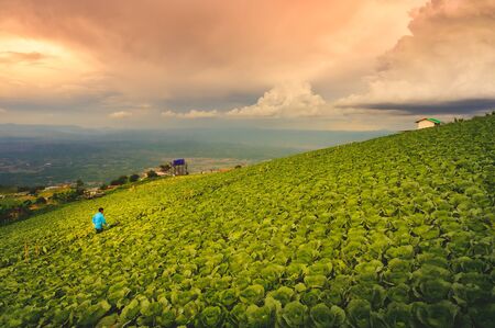 Green fresh cabbage on field, Sunset time の写真素材