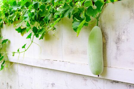 Green gourd grows on beside house wall, outdoor vegetable gardenの写真素材