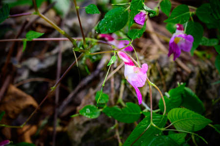 Parrot Flower (Balsaminaceae, Sci. name is Impatiens psittacina Hk.f) at Doi Luang Chiang Dao, Chiang Dao Wildlife Sanctuary in Chiang Dao District of Chiang Mai Province, Thailand.の写真素材