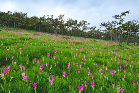 Siam Tulip flowers on the ground at Saithong National Parkの写真素材