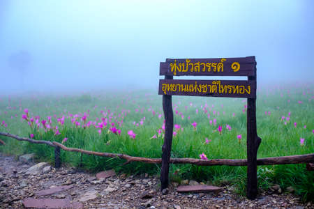 Siam Tulip flowers on the ground at Saithong National Park. TEXT TRANSLATION: Thung Bua Sawan 1 Saithong National Parkの写真素材