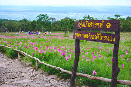 Siam Tulip flowers on the ground at Saithong National Park. TEXT TRANSLATION: Thung Bua Sawan 1 Saithong National Parkの写真素材