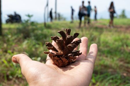 close up of a pine cone in the hand