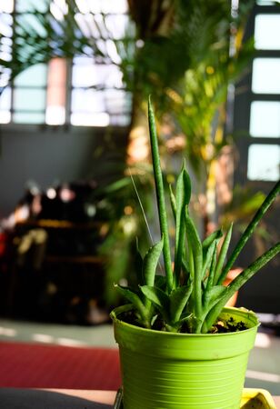closeup of Aloe in a small potの写真素材