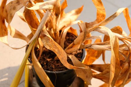 withering small aspidistra plant in a potの写真素材