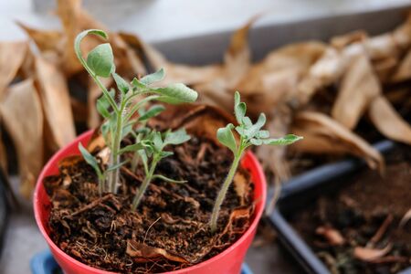 small tomato seedlings in a red potの写真素材