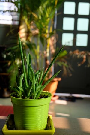 closeup of Aloe in a small potの写真素材