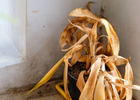 withering small aspidistra plant in a potの写真素材