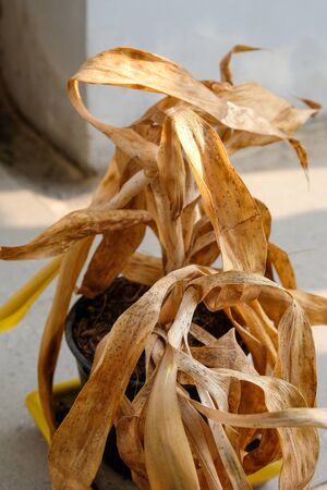 withering small aspidistra plant in a potの写真素材