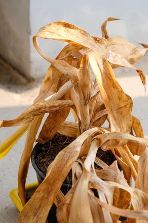 withering small aspidistra plant in a potの写真素材