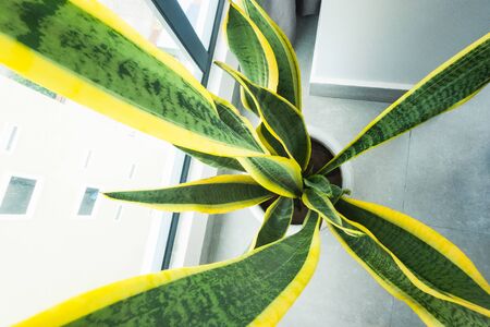 close up of snake plant from top in an apartmentの写真素材