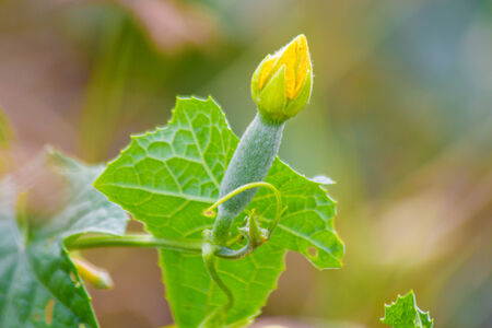 Zucchini with flowers in vegetable garden - italian horticulture - courgette plantの写真素材