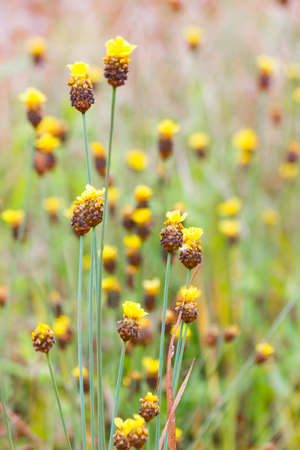 Xyridaceae yellow flowers plant in the natureの写真素材