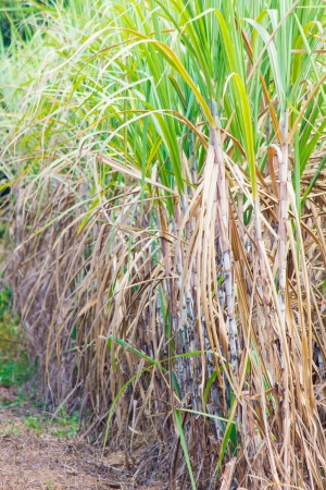 Sugarcane and road to the plant の写真素材