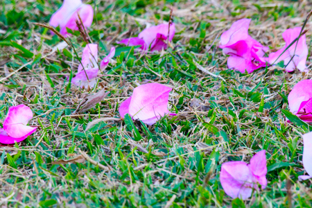 Bougainvillea with pinkの写真素材