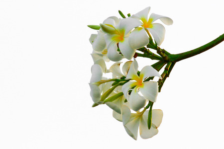 white frangipaniの写真素材