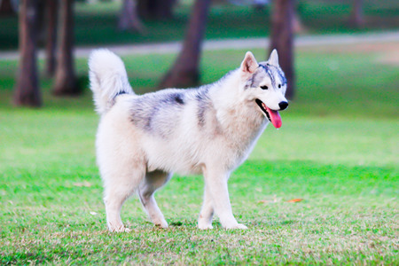 Portrait of Siberian Husky