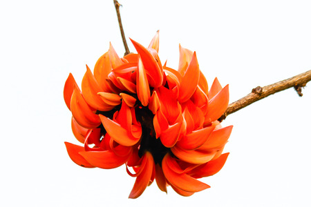 Butea monosperma Flowers on White background の写真素材