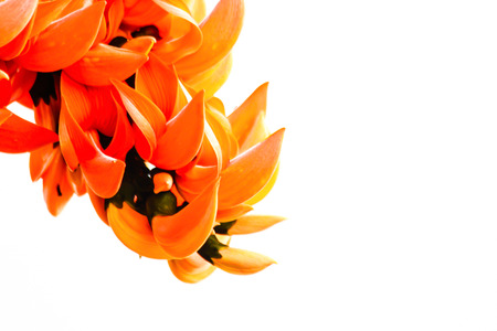 Butea monosperma Flowers on White background の写真素材