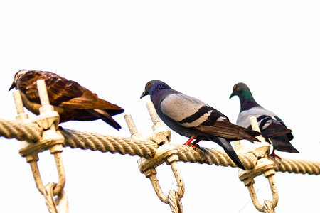 gray dove ropes Islandの写真素材