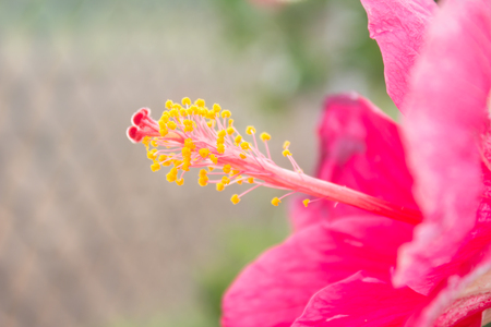 Macro of Colorful hibiscus stamenの写真素材