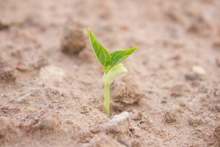 Plant growing from soil- Beginning