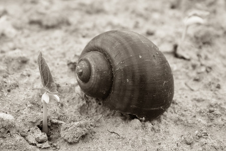 snail on soilの写真素材