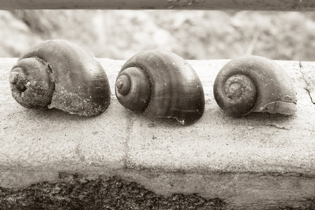 snail on house wallの写真素材