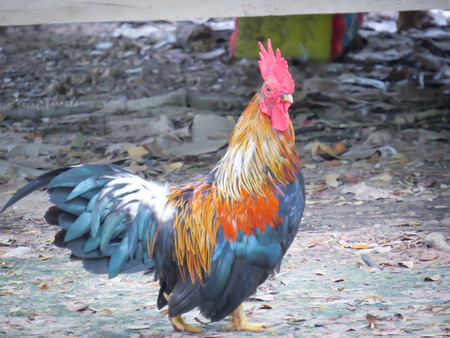 chicken bantamの写真素材